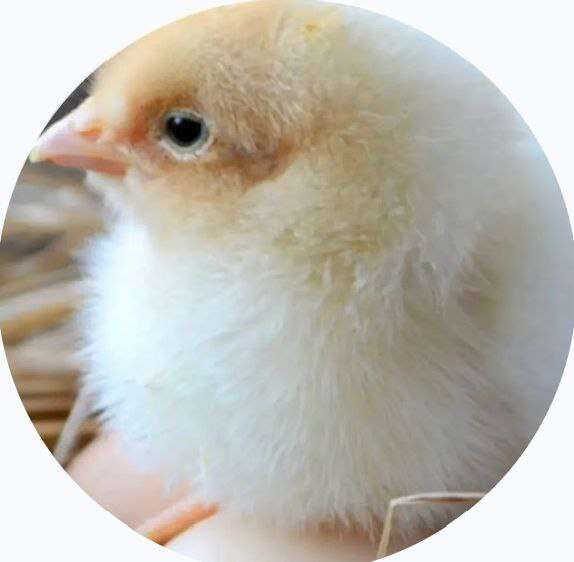 Скриншот #1 Mirymir00.net