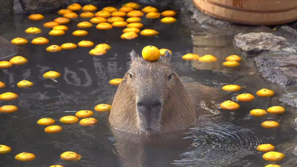 Скриншот #1 CapybaraWorld.ru